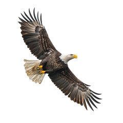 Obraz premium Bald eagle soaring with its wings spread wide against a transparent background. For patriotic freedom USA meme compositing.