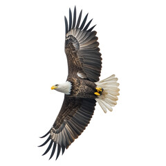 Obraz premium Bald eagle soaring with its wings spread wide against a transparent background. For patriotic freedom USA meme compositing.