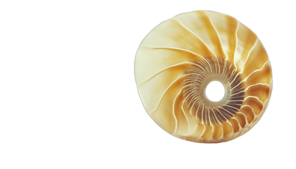 Nautilus shell, spiral, ocean, nature, close-up.