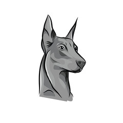 wolf head isolated on white