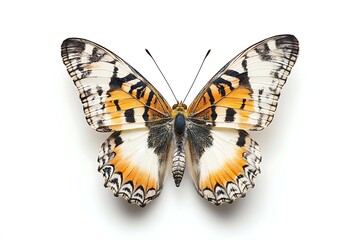 Obraz premium Butterfly isolated on white background. Clipping path included