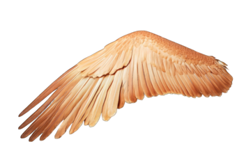 Single light brown bird wing isolated on black background.