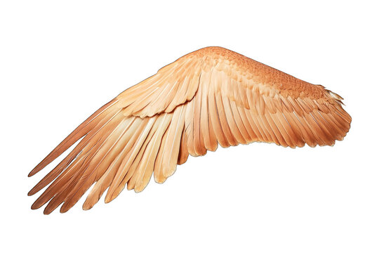 Single light brown bird wing isolated on black background. - Powered by Adobe