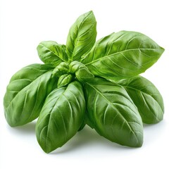 Fototapeta premium basil, hd, isolated on white background. 
