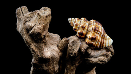 Striped Seashell on Rough Driftwood