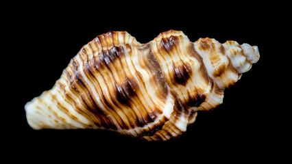 Striped Conch Seashell Isolated
