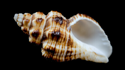 Striped Conch Seashell Isolated