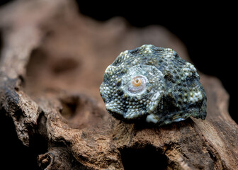 Blue Spiky Seashell on Driftwood