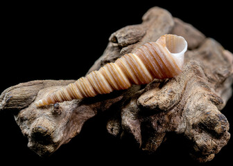 Turritella shell on driftwood macro black background