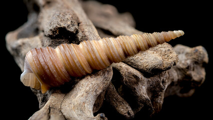 Turritella shell on driftwood macro black background
