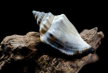 Canarium urceus shell on driftwood macro black background