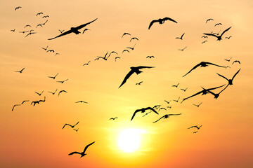 Flock of Birds Silhouetted Against a Vibrant Orange Sunset Sky with Glowing Sun