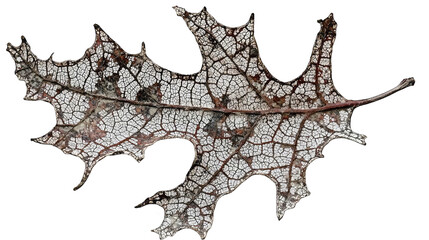 Close-up of a decaying oak leaf showing intricate vein structure