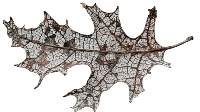Close-up of a decaying oak leaf showing intricate vein structure