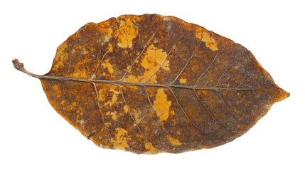 Close-up of a dried, brown leaf with visible veins and texture,
