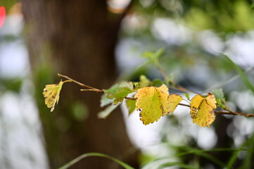 Yellowing leaves clinging to the treetops in winter reveal subtle scars, symbolizing the quiet resilience of nature amidst seasonal change.