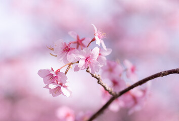 満開に咲く早咲きの河津桜	