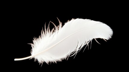Obraz premium Single White Feather Isolated on Black Background Soft Light Airy Delicate Fluffy