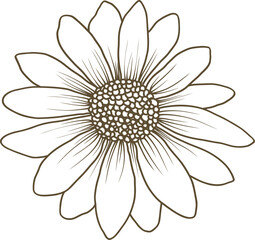 Daisy flower hand drawn line art vector illustration