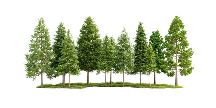 Dense Group of Evergreen Trees in a Natural Setting