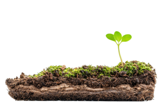 Young Sapling Emerging from Soil Isolated on White Background