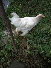 A white chicken is playing around the garden