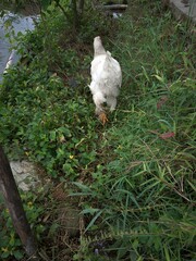 A white chicken is playing around the garden