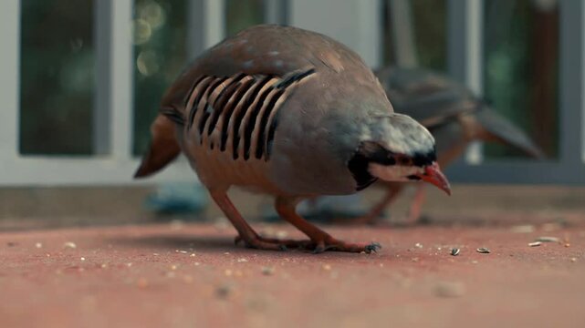 Chukar Partridge (Alectoris chukar) close up.
