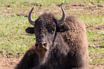 Closeup, American Bison (Bison bison) laying in dusty wallow, on the Grand Canyon's North Rim. Surrounded by grassy meadow; other bison in background. 
