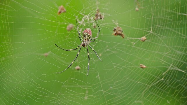 Trichonephila clavata, the Joro-spider on the web moving.
