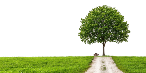 Lush Green Tree Beside a Rural Pathway