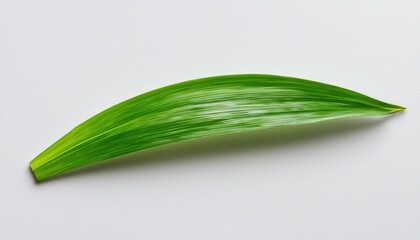 Obraz premium A vibrant green leaf with a smooth texture, elegantly placed against a light background, showcasing its natural beauty and organic form.