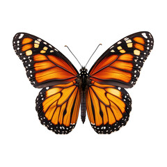 A vibrant monarch butterfly showcasing its detailed wings.