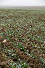 Winter grain growing in a field with dewdrops on a foggy winter day