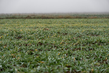 Winter grain growing in a field with dewdrops on a foggy winter day