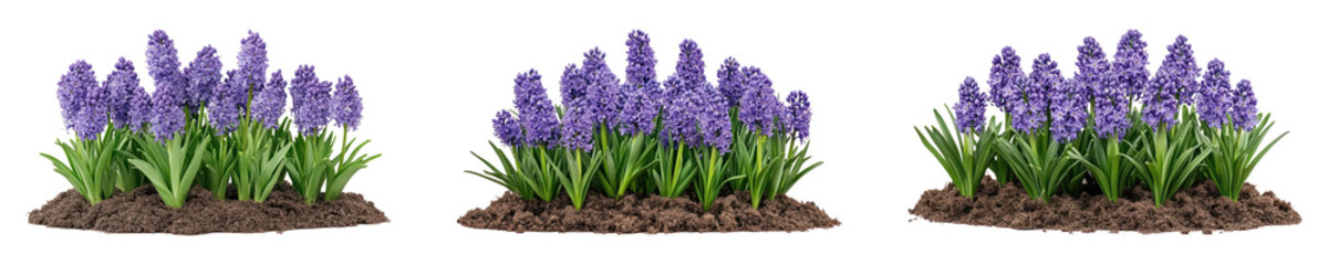 Obraz premium PNG Flowers bush, isolated element set, transparent background