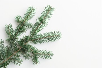 Fir branch on white background. Top view christmas minimal concept.