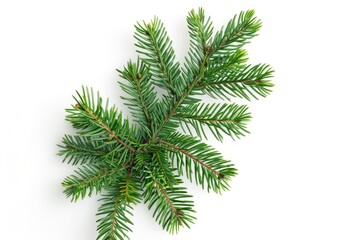 Spruce branch on white background. Top view christmas minimal concept.