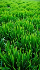 Obraz premium Lush green rectangular field, vibrant texture , texture, grass, summer