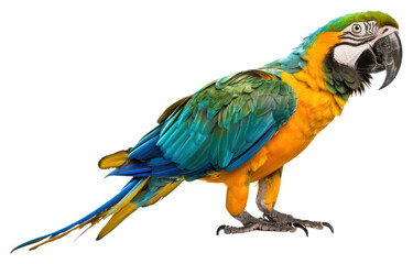 Fototapeta premium PNG Colorful parrot on white background