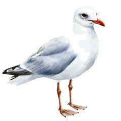 A watercolor vector painting of a gull, isolated on a white background. Gull vector.

