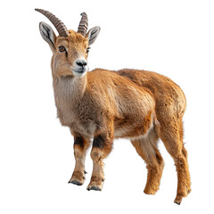 Obraz premium A young goat with horns standing in a natural pose.