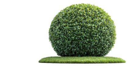 green grass isolated on white background