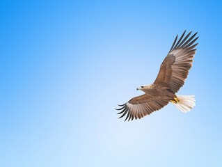 Fototapeta premium Golden Eagle Soaring: Majesty in Flight