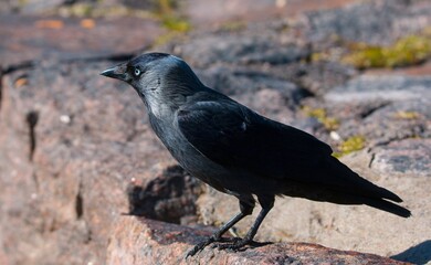 Close up photo of crow bird with stone in the background.