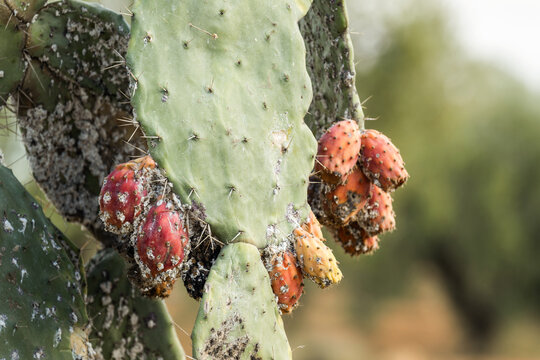 Figuiers de barbarie infest&eacute;s de cochenilles 