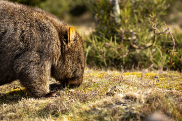 The bare-nosed wombat, also known as the common wombat, is the world's largest burrowing herbivorous mammal. 