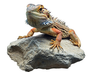Obraz premium Isolated Bearded Dragon on Rock