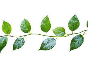 Fototapeta premium Isolated Green Vine with Leaves