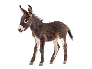 Fototapeta premium Isolated Baby Donkey Standing